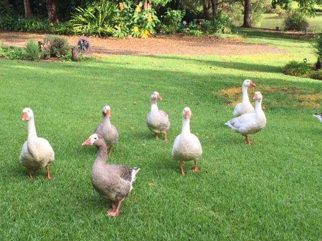 Maleny Lake Cottages מראה חיצוני תמונה