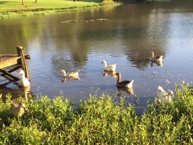 Maleny Lake Cottages מראה חיצוני תמונה